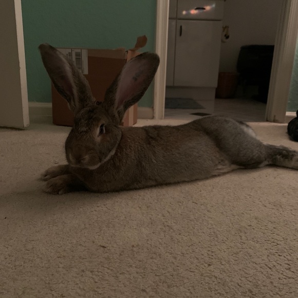 Meet your Posher, Sarah - Picture 1 of 1